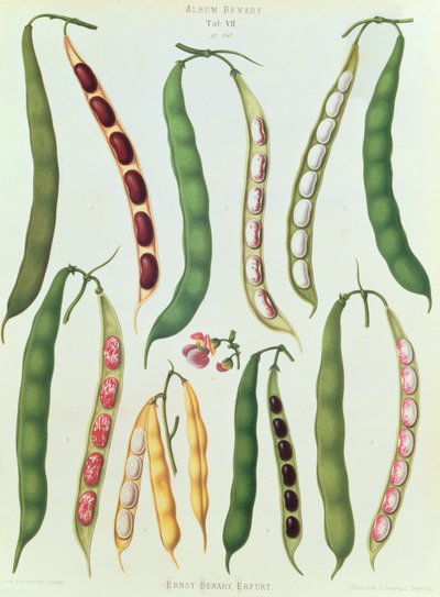 Beans, Tab VII from the 